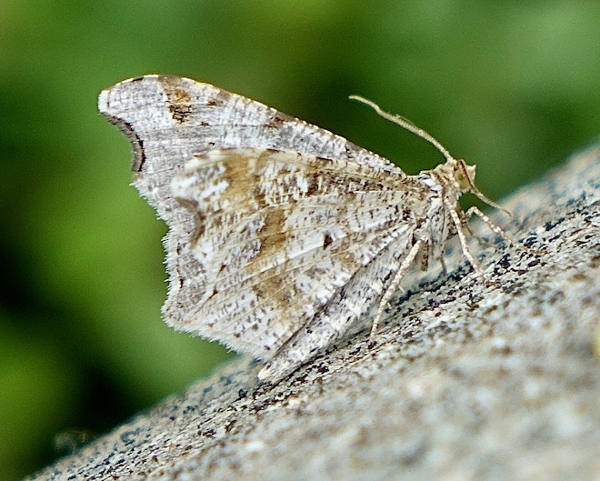 sharp-angled peacock